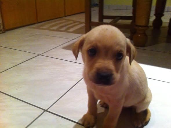 Chien Ă Landres