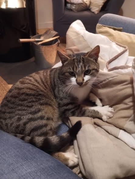 Gato