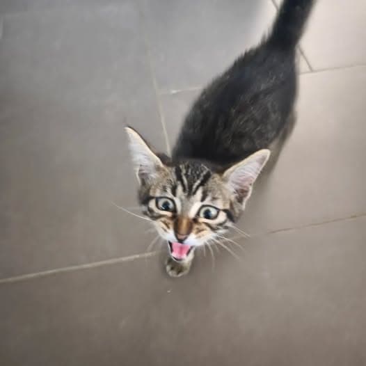 Name des Haustieres Gato encontrado