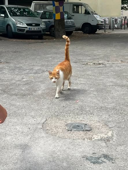 Cat in Grenoble