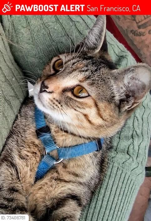 Chat
