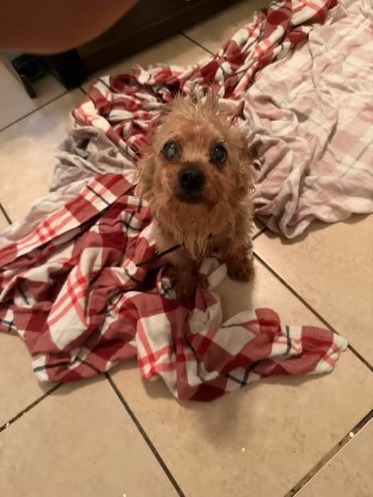 Name des Haustieres Perro en Little River