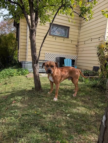 Hund in Syracuse