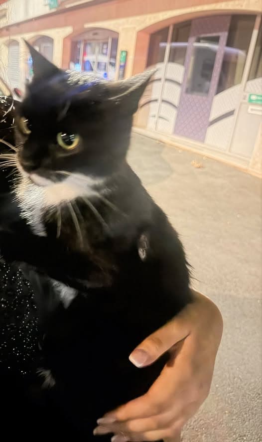 Katze in Fontenay-sous-Bois