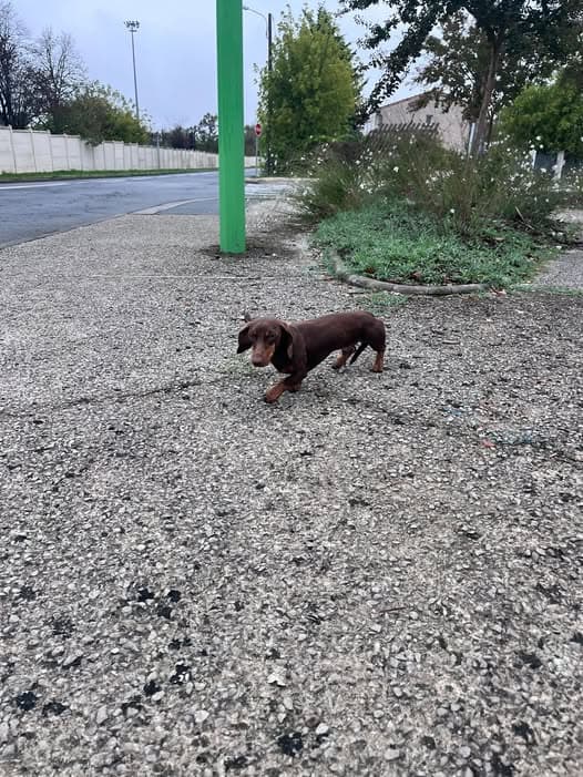 Hund in Cosec