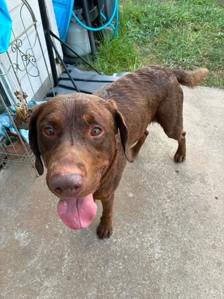 Perro encontrado