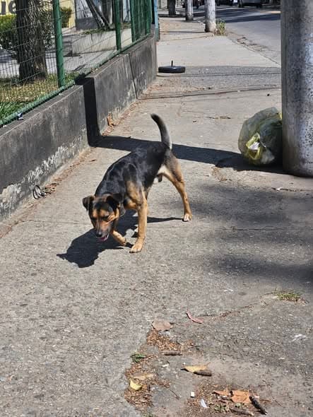 Cachorro encontrado