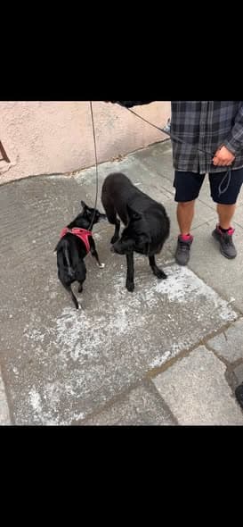 Dog in Oakland