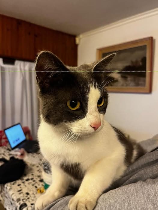 Katze gefunden