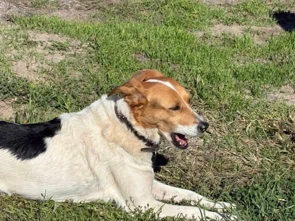 Perro en Abiquiu