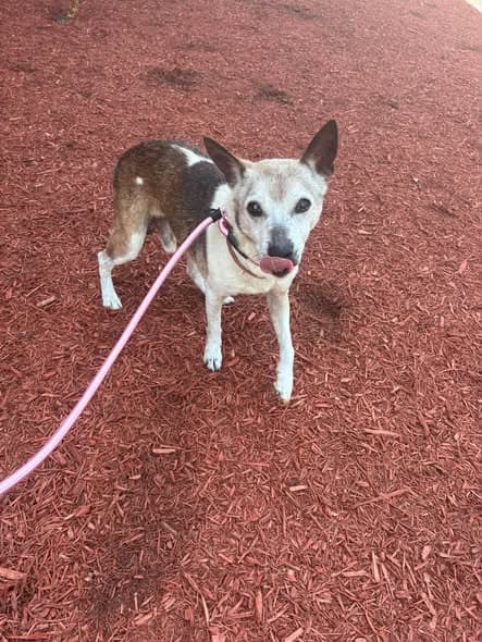Hund in Carbondale