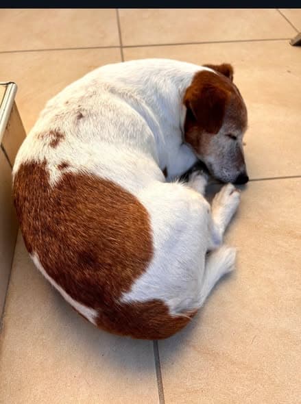Dog in Le Crès