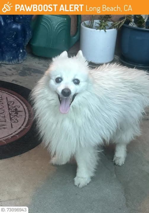 Pet Name Perro en Long Beach
