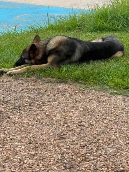 Hund in Baytown