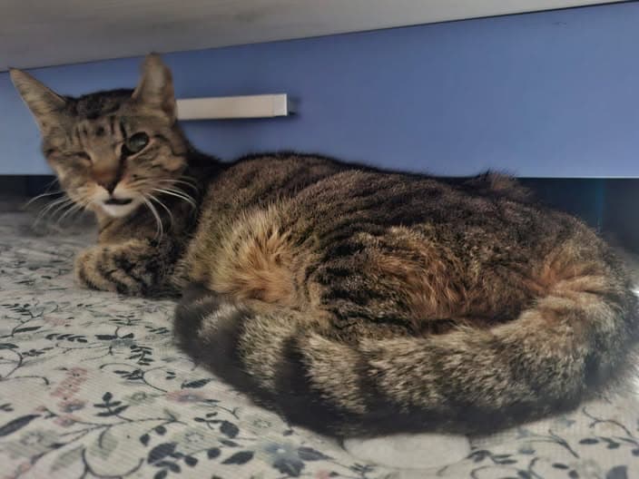 Gato en Dolcedo