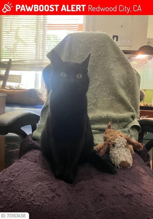Katze