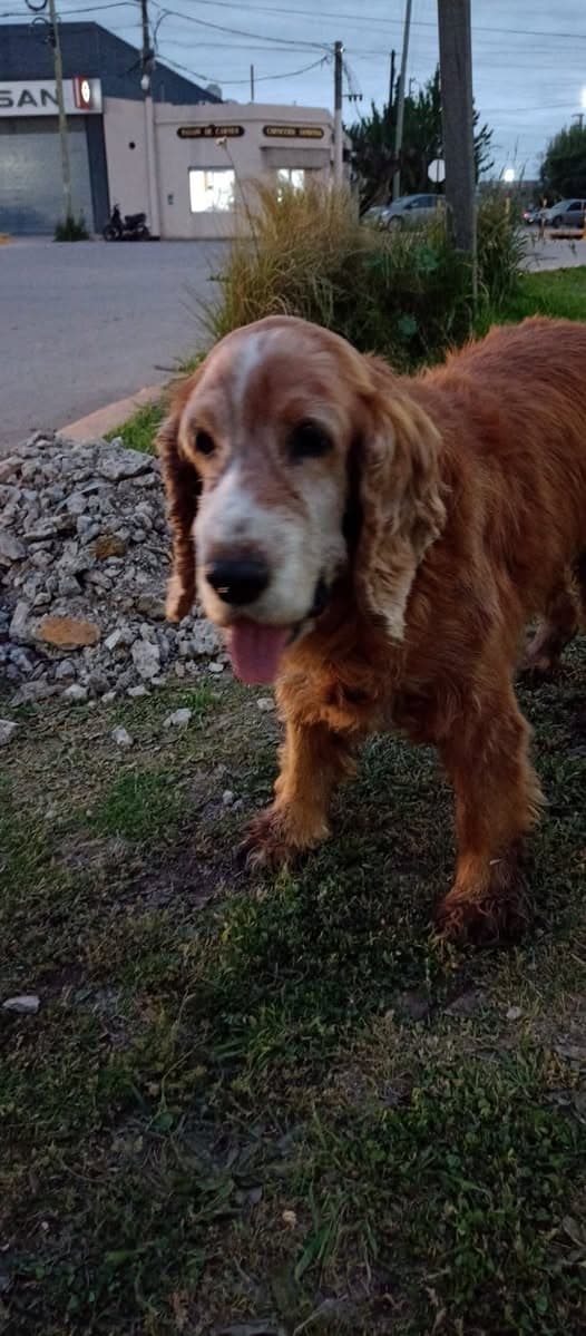Perro encontrado