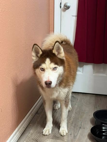 Hund in Beaumont