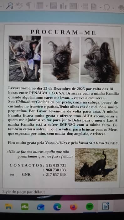 Chien