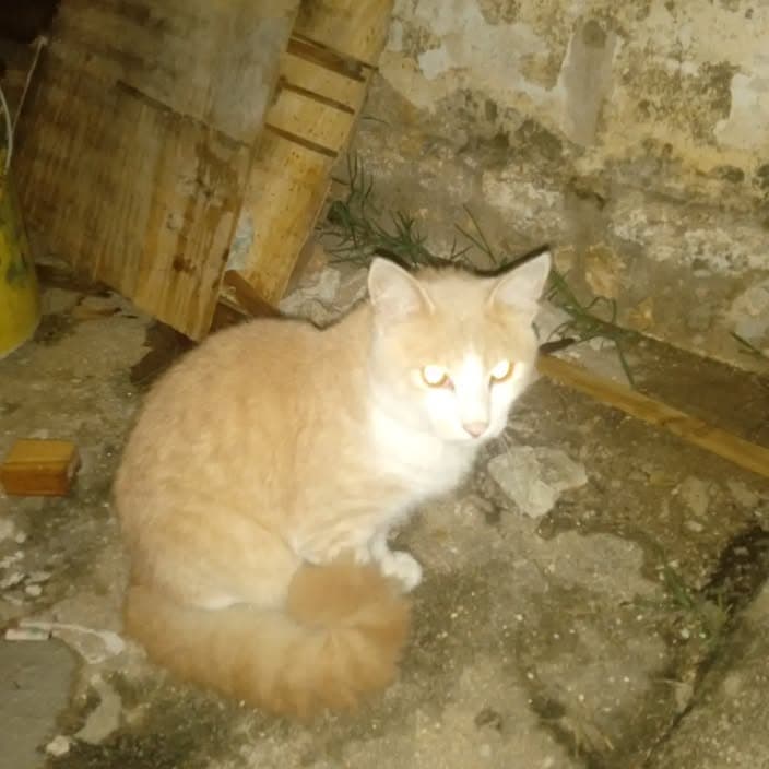 Katze in Vila Santo Antônio