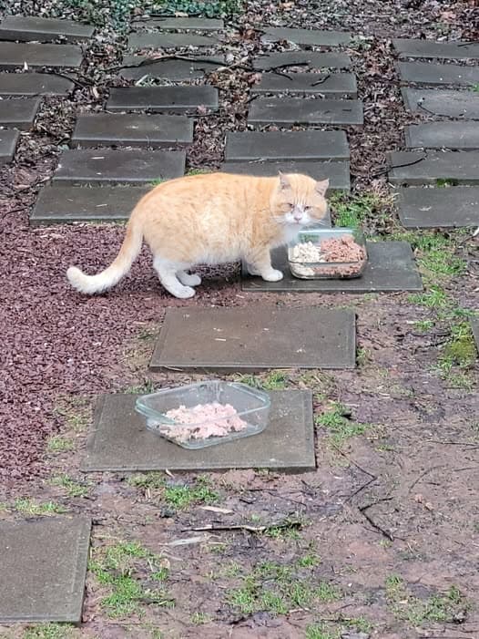 Gato encontrado