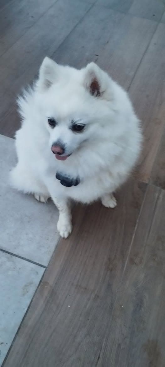 Hund in Paris