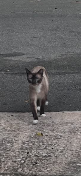 Name des Haustieres Gato en Blanding