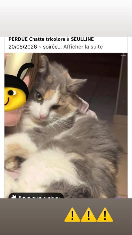 Nombre de la Mascota Gato