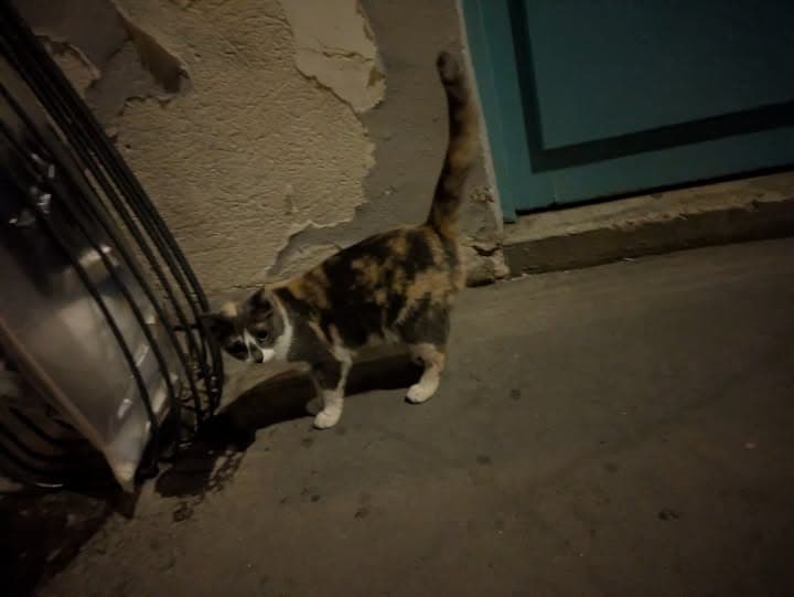 Name des Haustieres Gato en Paris