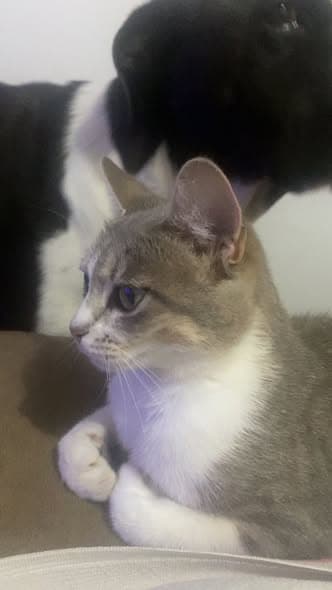 Lila
