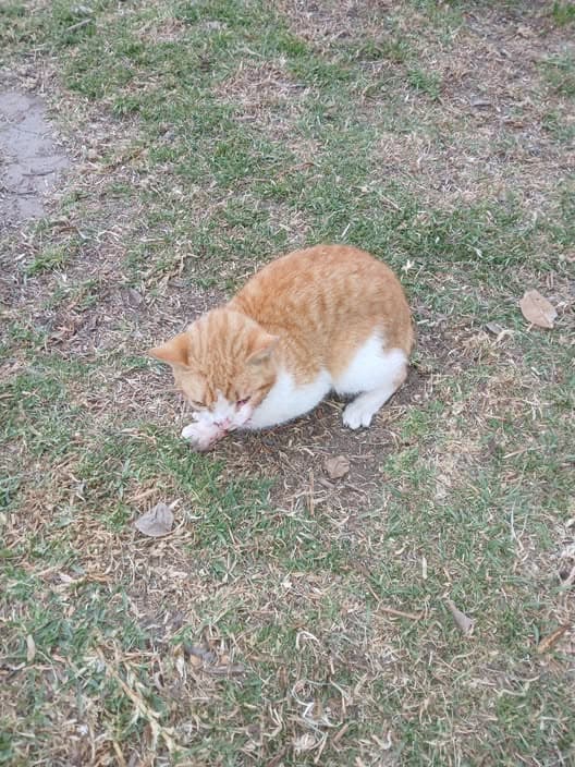 Chat trouvé