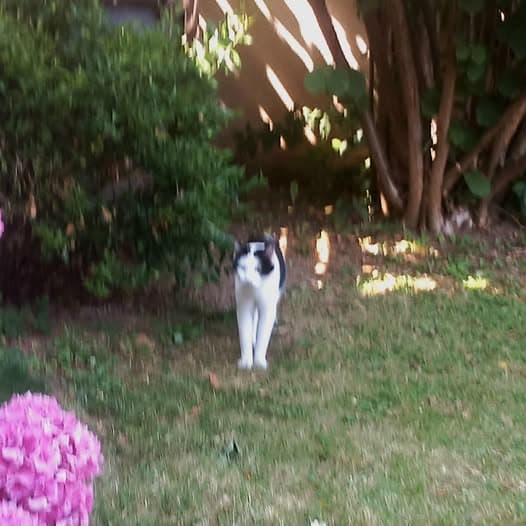 Name des Haustieres Gato en Brie