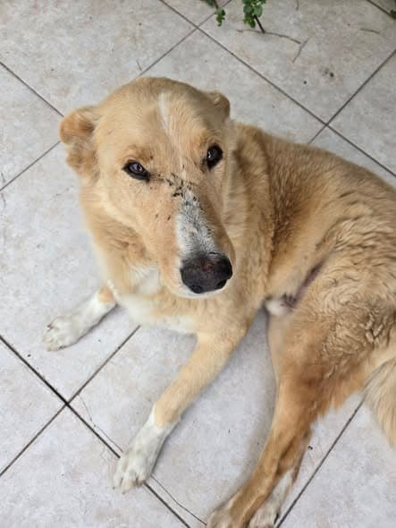 Perro encontrado