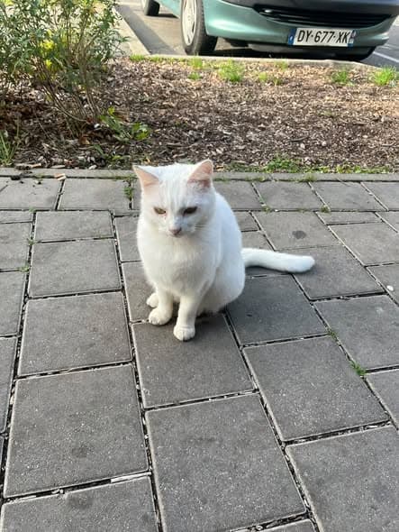 Gatto a Mont Liebaut