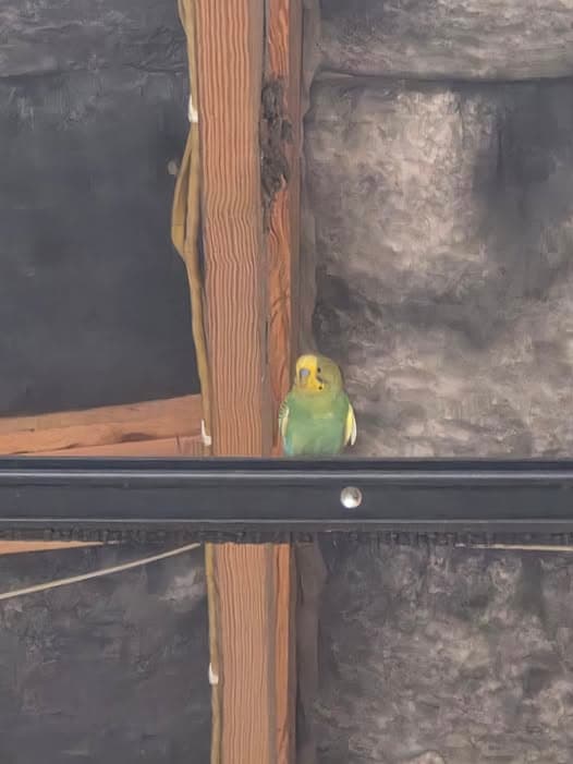 Nombre de la Mascota Ave encontrado