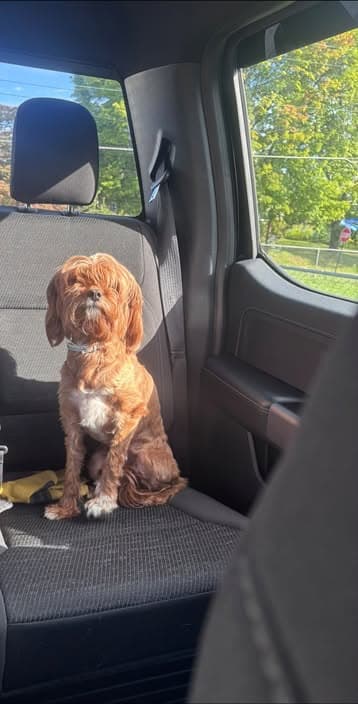 Dog in Bethlehem