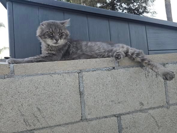 Cat in Bellflower