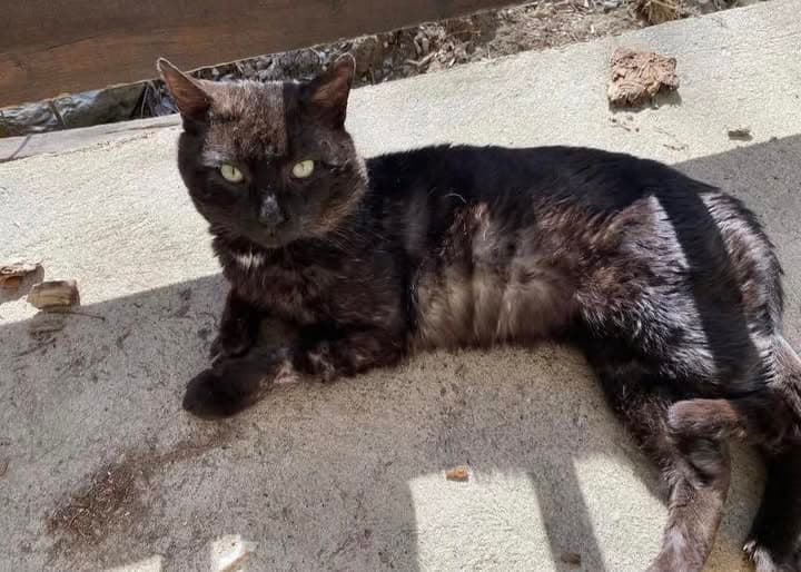 Katze in Shefford
