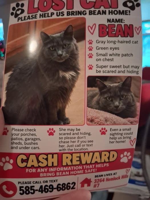 Bean