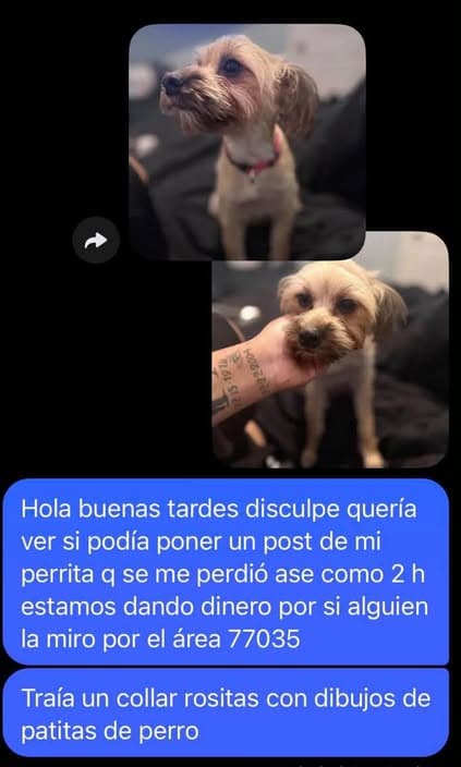 Perro