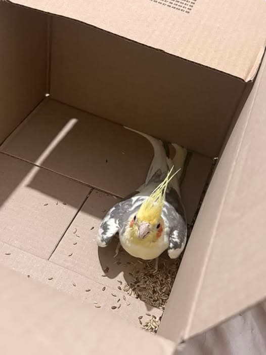 Bird in San Blas