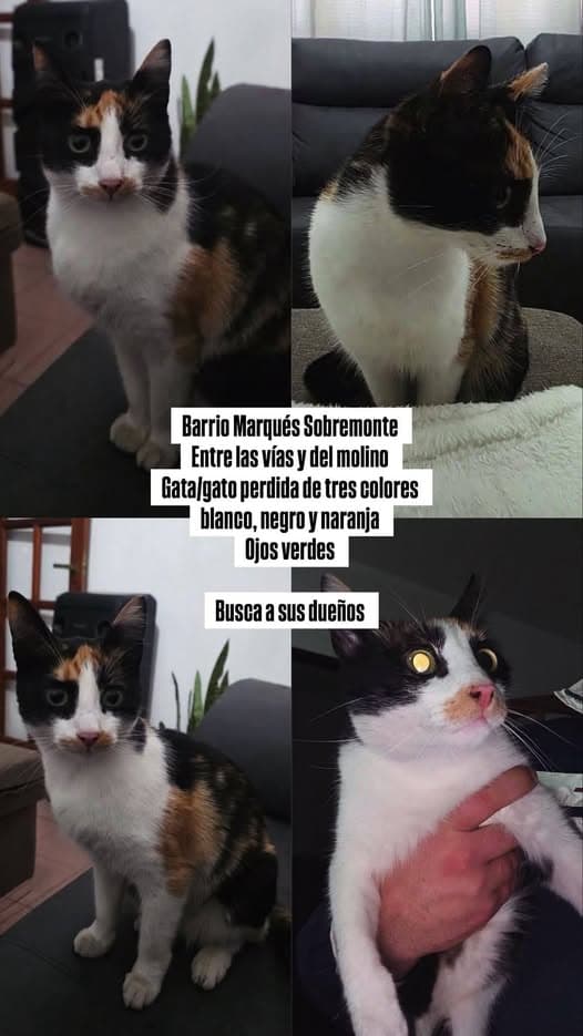 Gato em Barrio Marqués Sobremonte