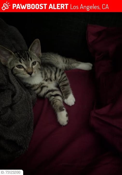 Gato