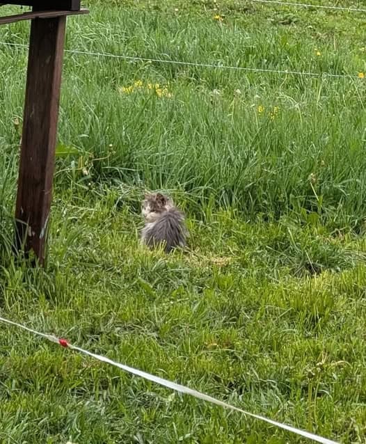 Katze in Walton