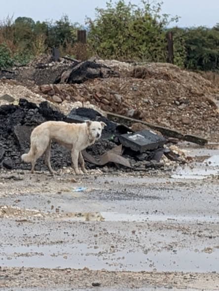 Dog in Rainneville