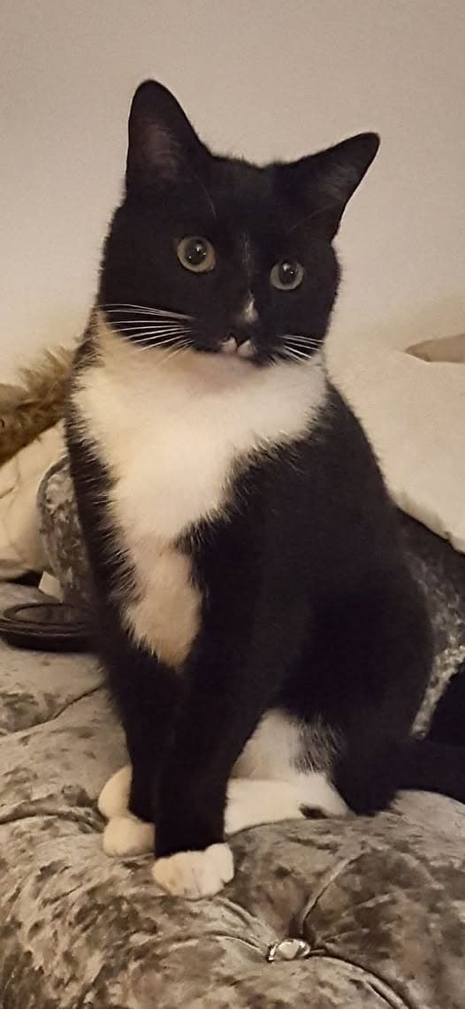 Pet Name Ollie