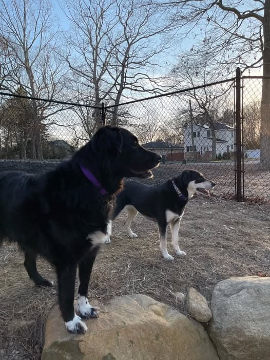 Perro en East Patchogue