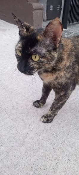 Gato en Lanús Este