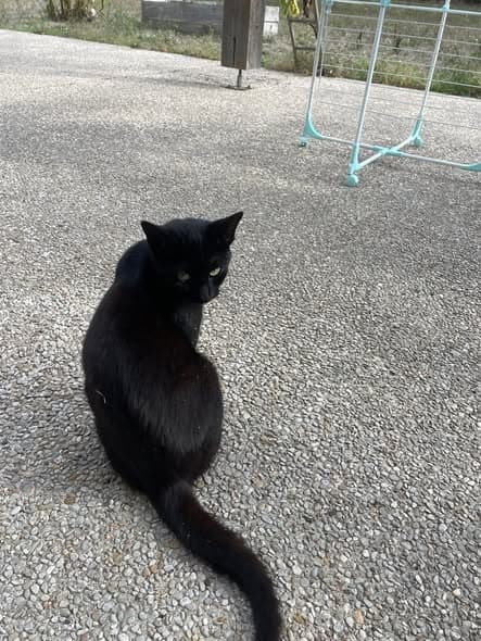 Katze gefunden