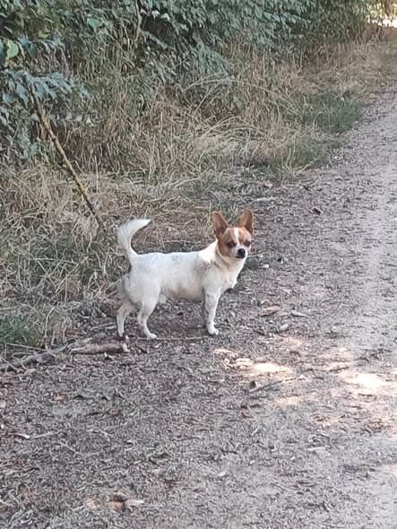 Hund gefunden
